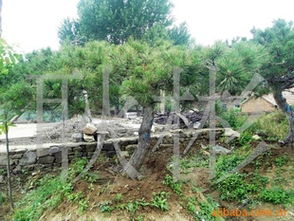 供應(yīng)工程苗油松3-7m 價(jià)格、廠商與選購指南