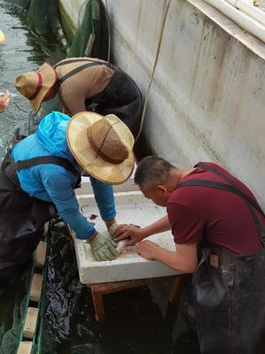 內陸水產養殖新突破 省海洋與水產科學研究院成功實現加州鱸魚規?；庇? />
</span>
<span id=