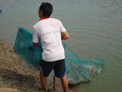 湖南常德澧縣 內陸轉型結碩果，南美白對蝦養殖已成特色產業