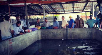 斯里蘭卡召開海參生態(tài)養(yǎng)殖技術(shù)推廣現(xiàn)場(chǎng)會(huì)，推動(dòng)內(nèi)陸水產(chǎn)養(yǎng)殖與銷售協(xié)同發(fā)展